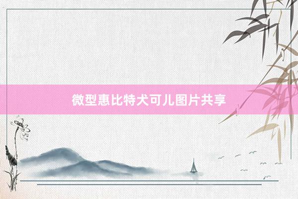 微型惠比特犬可儿图片共享